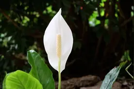 4种“四季花”，好养又漂亮，一年至少能开300天，值得拥有图片