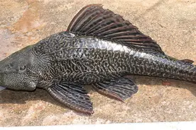 人人喊打的清道夫真的一无是处吗？不，垃圾鱼也有“春天”图片