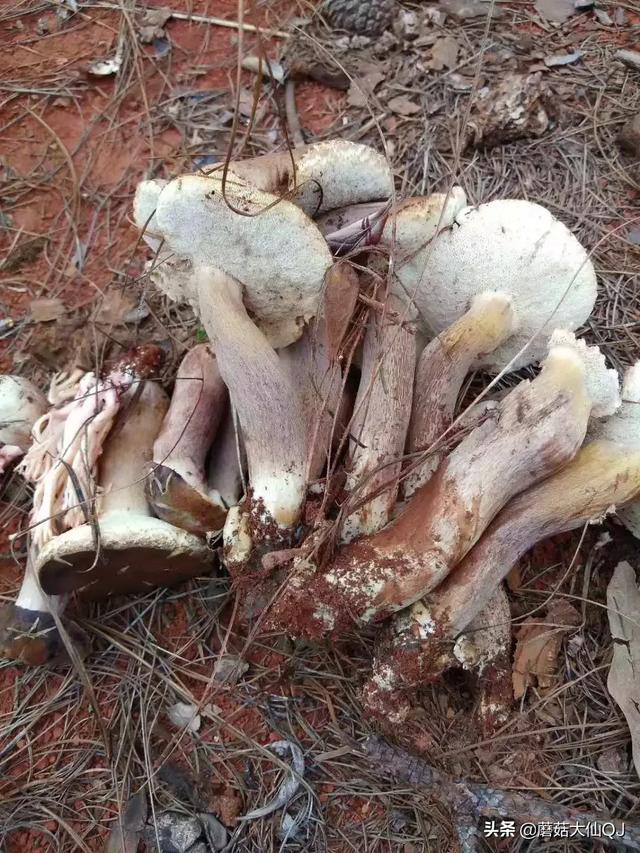 楚雄市南华县舌尖盛宴——菌子大全