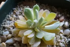 多肉化水的原因并不是高温，关键是这2点，一定要改善图片