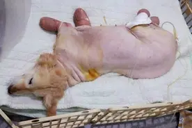 金毛犬被伤害，失去了四肢，一对夫妻救下后，发生了奇迹般的转变图片