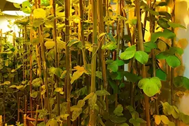 为什么豆科植物能与根瘤菌共生固氮？中国科学家取得重大发现图片