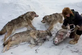 为何俄罗斯野狼会泛滥成灾？每年造成1600万损失，人民头疼不已图片