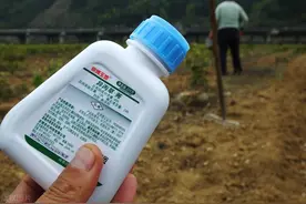 登海系列玉米种能不能打除草剂呢？图片
