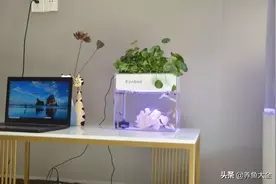 这些养鱼误区，你遇到过多少？图片