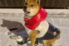 王珞丹后悔养瓢哥询问这货能退吗？何炅大呼心疼她，节目组拒绝！图片