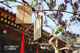 西安珍奇古树很多，有棵树从印度移栽而来，为它还建了座“房子”图片