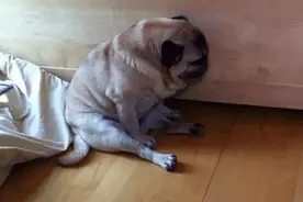 从狗狗睡姿看它对你的嫌弃程度图片