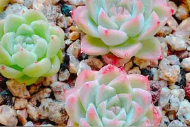 喜欢多肉吗？看一下大神的多肉，状态真的太美了图片