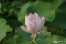 鲁西南方言杂谈-黑家图片