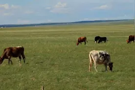 草原牧民夏季很少吃羊肉，三伏天喝热羊杂汤，为了缓解冬季职业病图片