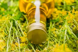 期货品种小百科第三十七期之菜籽油图片