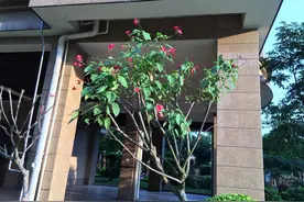 致我的中年（十）图片