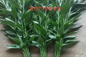 教你养水培富贵竹，就一招，保证根密叶茂，活力十足，试试呗图片