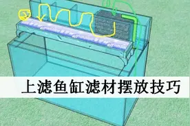 上滤鱼缸滤材摆放技巧，提升鱼缸净水效果视频封面