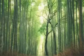 竹林幽处，琴声为伴图片