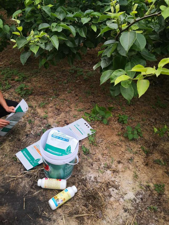 如何用水溶肥，正确使用水溶肥，吸收高、效果迅速提升数十倍