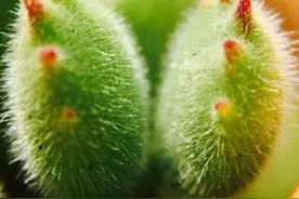 多肉植物熊童子呆萌可爱，如何养护熊童子？图片