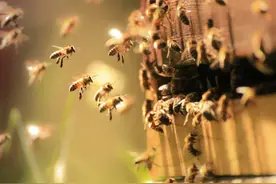 科学家严正警告！致命的“组合拳”威力远超预期，蜜蜂或彻底消失图片