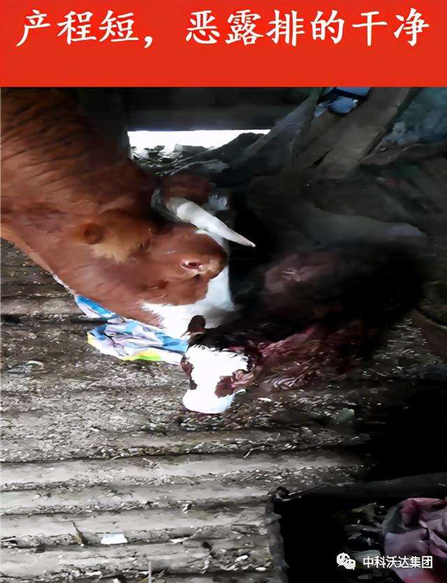 鐩婄珛鍋ワ紙鐗涚緤涓撶敤锛夆€斾腑绉戞矁杈句腑鑽椿鑿屽彂閰点€侀槻鐥呮姉鐥呬績鐢熼暱