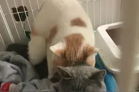 公猫绝育了还能把小母猫肚子搞大，这是有多猛？图片