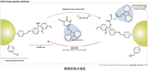 多肽合成技术原理，多肽合成方法解读