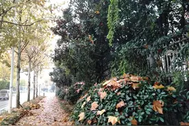 寒冷的冬季，唯有梅花开。图片