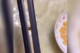 （视频）@太原人！山西宝爸用烫发夹板自制爆米花，2岁儿子吃得好满足图片