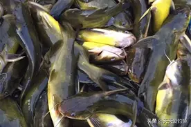 手竿钓黄颡鱼实战经验，野钓黄颡鱼，还是这种钓法最犀利！图片