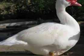 鹅与鸭杂交后的生物可以繁衍？已做了研究，这可能将是致富之路图片
