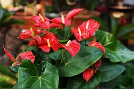 7种“吉利花”，家里养一盆，顺顺当当又漂亮，养人又旺家图片