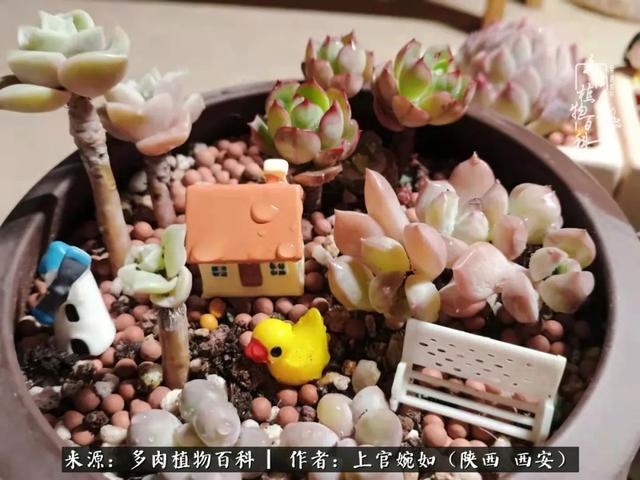 一入肉坑深似海之，我与多肉的不解之缘