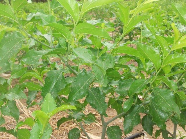 枣树的养护是关键,需肥规律是怎样的?需要掌握哪些知识?