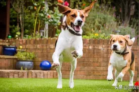 如何在英国拥有自己的宠物？英国宠物购买/领养最全指南图片