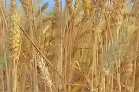壁纸美图，阳光下涌动着金色的麦浪图片