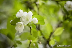 海棠花的种类很多，这种你见过吗？图片