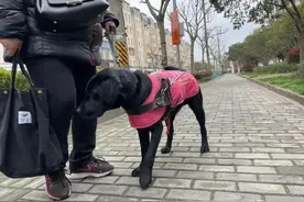因小区一只导盲犬的“嘘嘘”问题，网友吵翻！最新进展来了图片