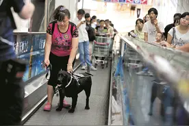 11月1日起，导盲犬可进入北京公共场所图片