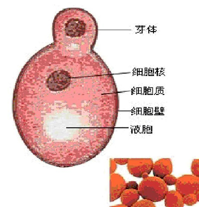 高中生物学习经验分享