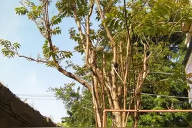 俗语：香椿过房，主人恐伤。种植香椿树有什么讲究图片