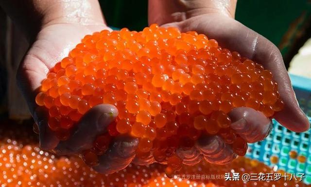 大马哈鱼籽第一次吃有点腥！第二次吃有点咸！随后一直都想吃