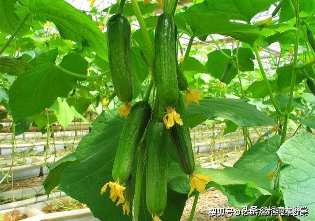 诺基尔：不起眼的氨基酸，原来你这样的了不起