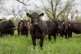 牛打嗝、牛记仇、牛还戴上VR眼镜，快来看看这些神奇的“牛”事图片