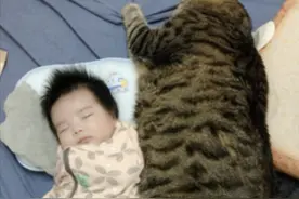 猫咪们陪宝宝睡觉，其中一只喵吸引了注意：这是喂猪饲料养大的？图片