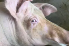 母猪产死胎是什么原因造成的？这8个原因，养猪人快来了解一下图片