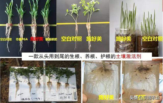 根系养的好，高产跑不了！生根养根，一步解决