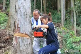 日本为了保护环境从我国进口一次性筷子，如今出口大量木材给中国图片