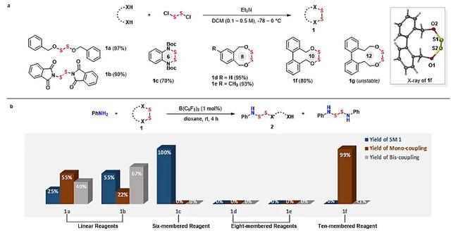 中环二硫的张力差带来多硫多样性