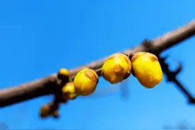 竞秀公园蜡梅花开 隔着屏幕你都能闻到香图片