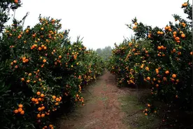 如何快速在网上销售自家果园的水果图片